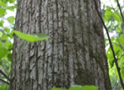 Green Homeowner (thumbnail)